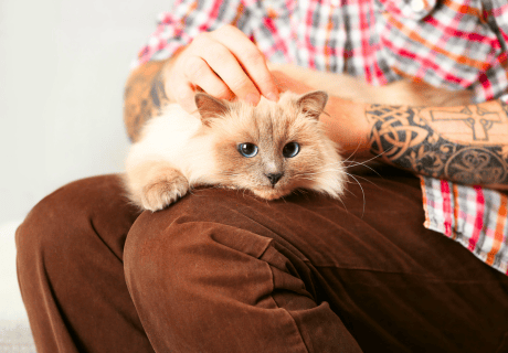 Curso de terapia energética para animales Curso de terapia energética para animales