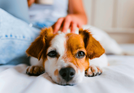Puntos de Sanación para Mascotas sanación para mascotas